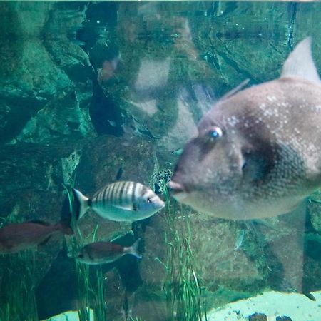 ホテル チッタ リヴォルノ エクステリア 写真